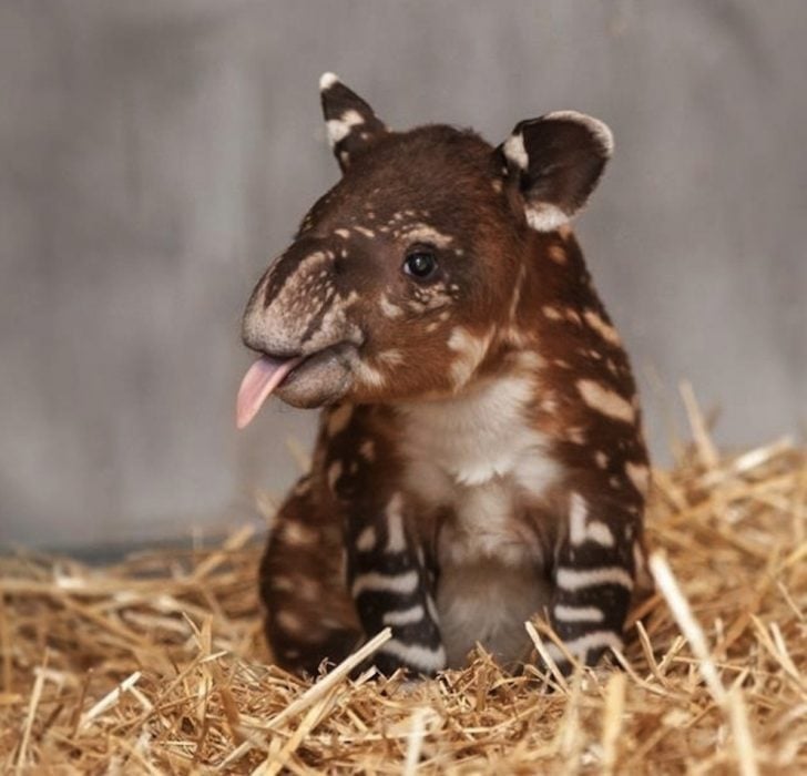 tapir bebé