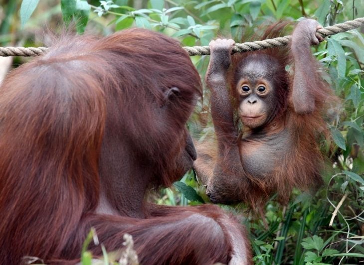 orangután bebé