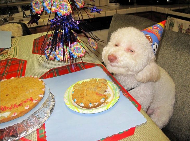 perrito con gorro de cumpleaños