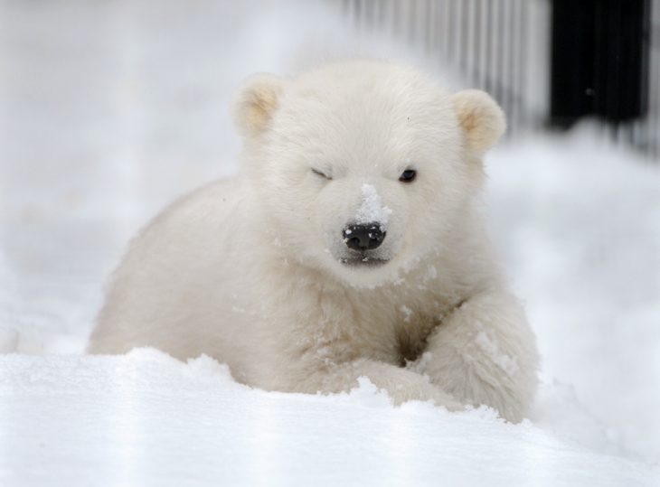 oso polar bebé