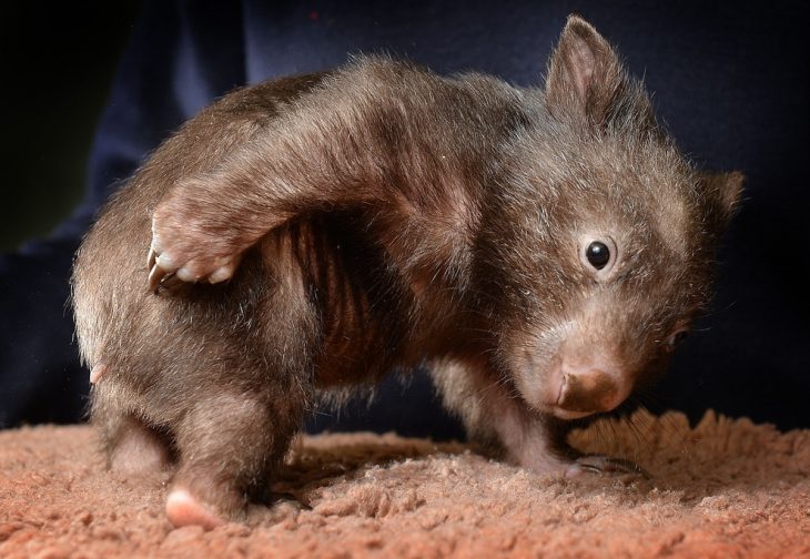 wombat