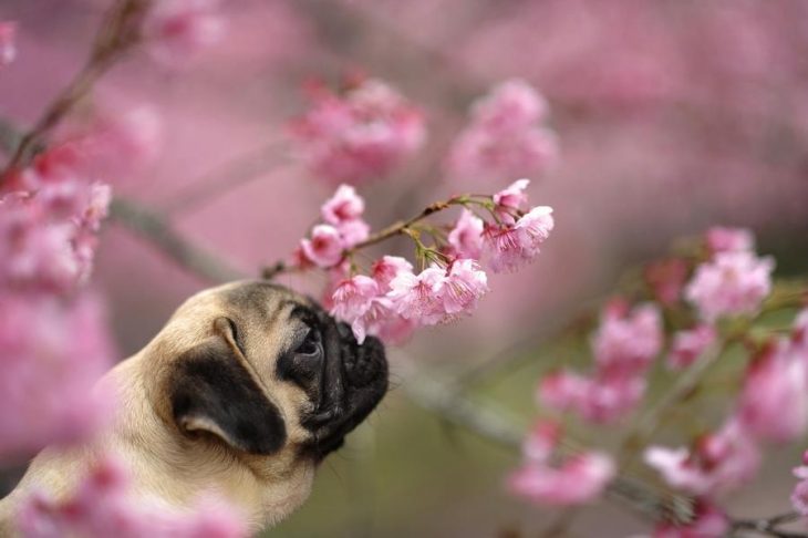 pug entre flores