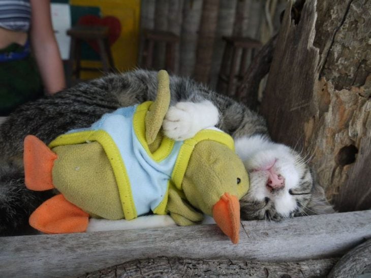 gatito con pato de peluche