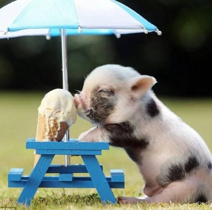 puerco bebé comiendo helado