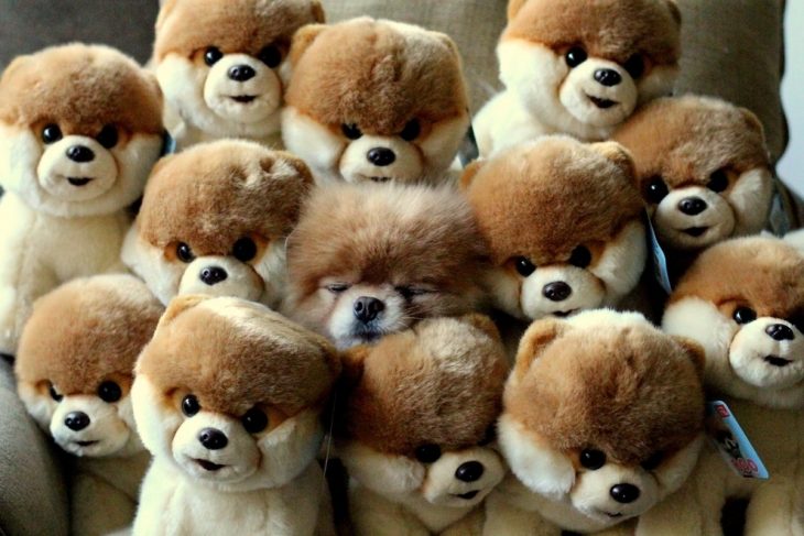 cachorro entre peluches