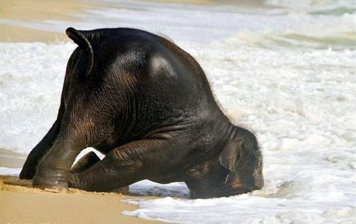 elefante en la orilla del mar