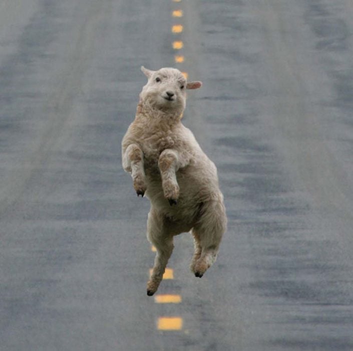 oveja brincando en el camino