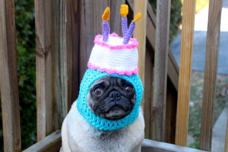 perro pug con gorro de cumpleaños