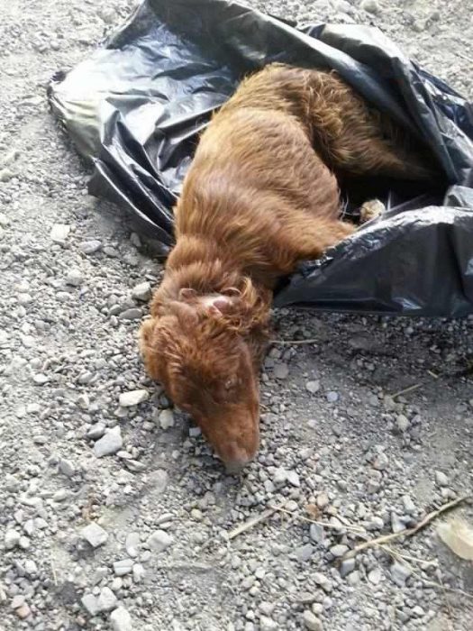 Perro maltratado que fue encontrado en una bolsa de basura 