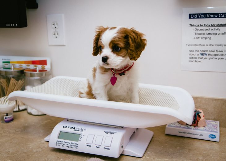 Perros asustados por el veterinario (1)