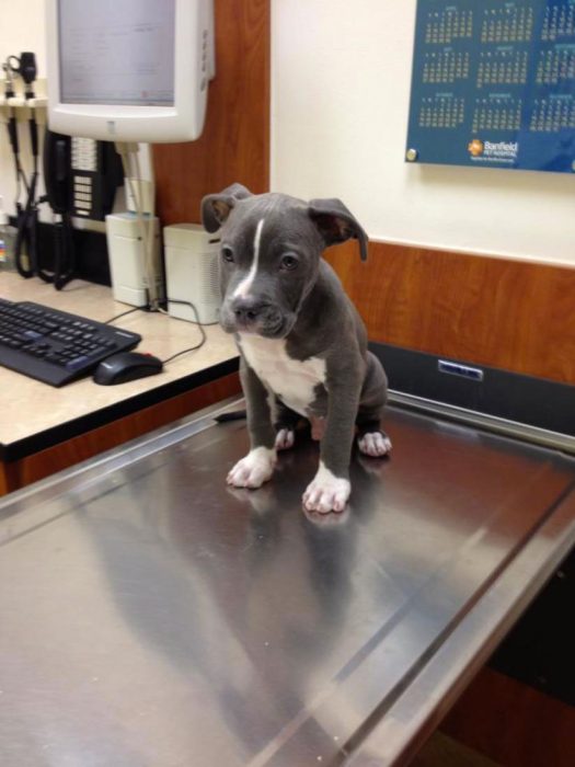 Perros asustados por el veterinario (10)