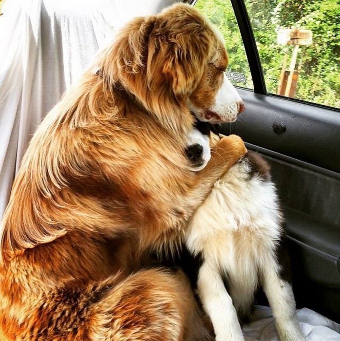 Perros asustados por el veterinario (11)