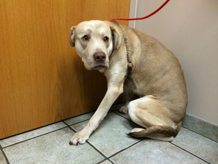 Perros asustados por el veterinario (13)