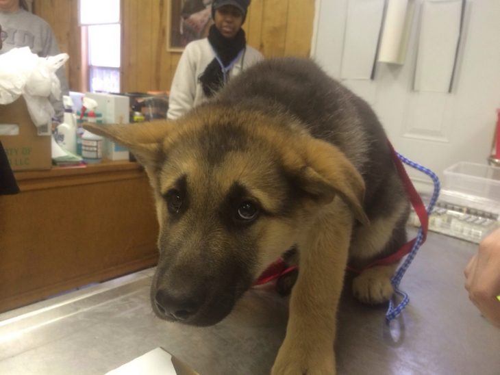 Perros asustados por el veterinario (2)