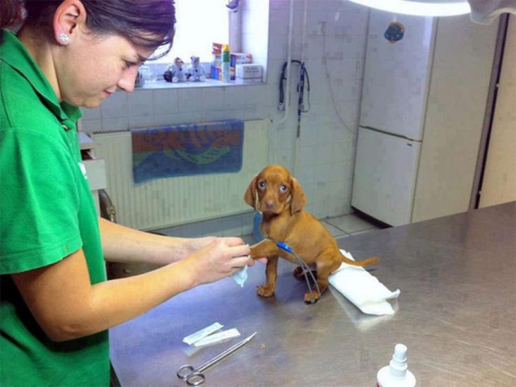 Perros asustados por el veterinario (4)