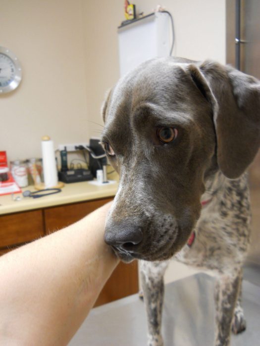 Perros asustados por el veterinario (6)