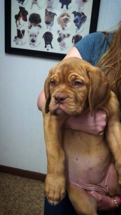 Perros asustados por el veterinario (9)