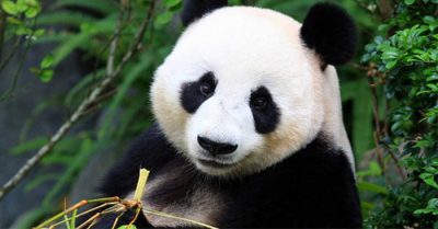 Ser un abrazador de pandas es un trabajo real, además de ser adorable ¡Te pagarán por hacerlo!