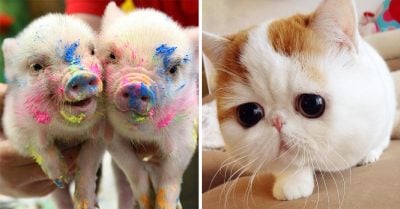 40 Fotografías de adorables animales que te derretirán el corazón en un segundo