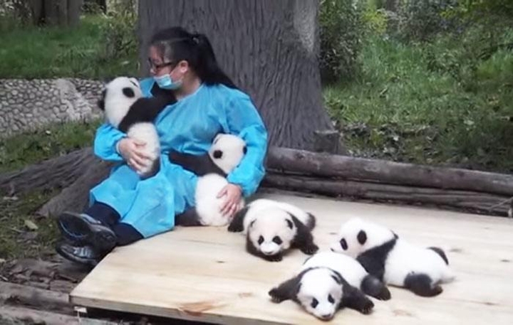 abrazador de pandas profesional trabaja con pandas bebe