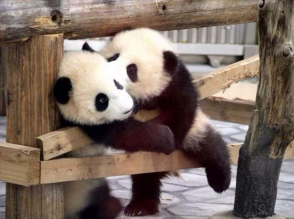 par de pandas bebés dandose un beso tierno