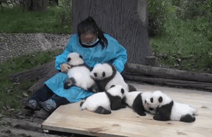 abrazador de pandas profesional trabaja con pandas bebe