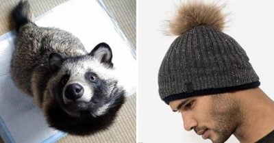 Este es el animal que lamentablemente está muriendo por culpa de un estúpido gorro