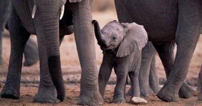 Los 10 embarazos más sorprendentes y extraños del reino animal