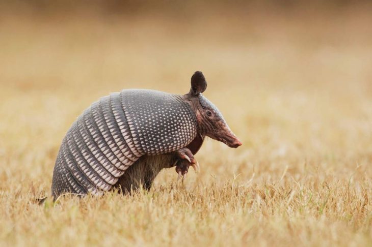 armadillo