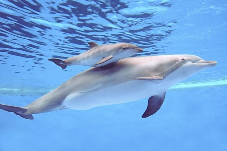 delfín y crías