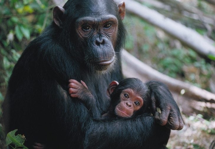 chimpancé y cría