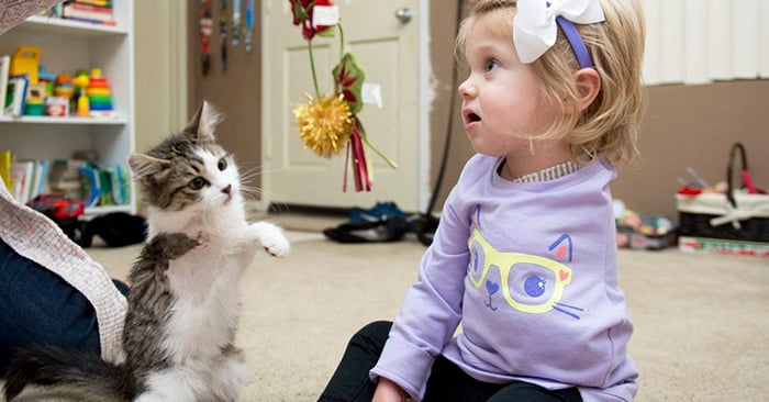 Niña que perdió un brazo por cáncer, adopta a un gatito de solo 3 patas