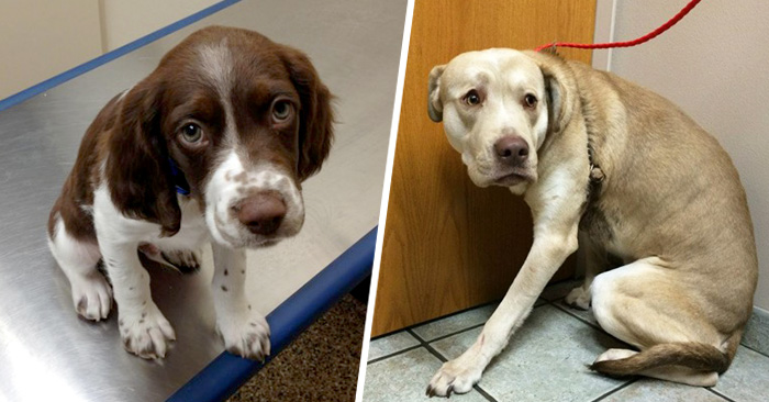 Adorables perros que están aterrorizados por ir al veterinario