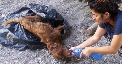 LA MARAVILLOSA TRANSFORMACIÓN DE UN PERRO QUE FUE TIRADO A LA BASURA