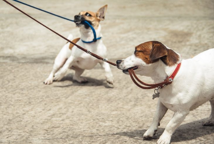 perritos jalados con correa