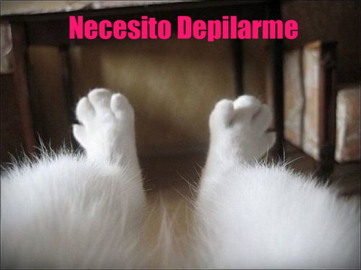 Meme Patas de un gato con la leyenda que necesita depilarse 