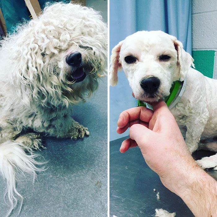 Perro antes y después de cortarle el pelo 