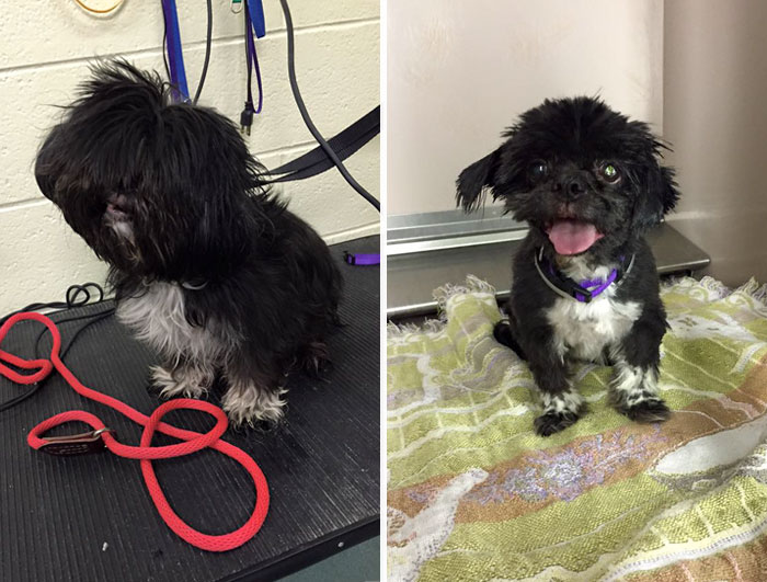 Antes y después de perro rescatado 