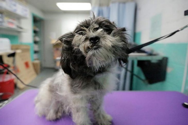 Perrito a punto de ser bañado y rapado 