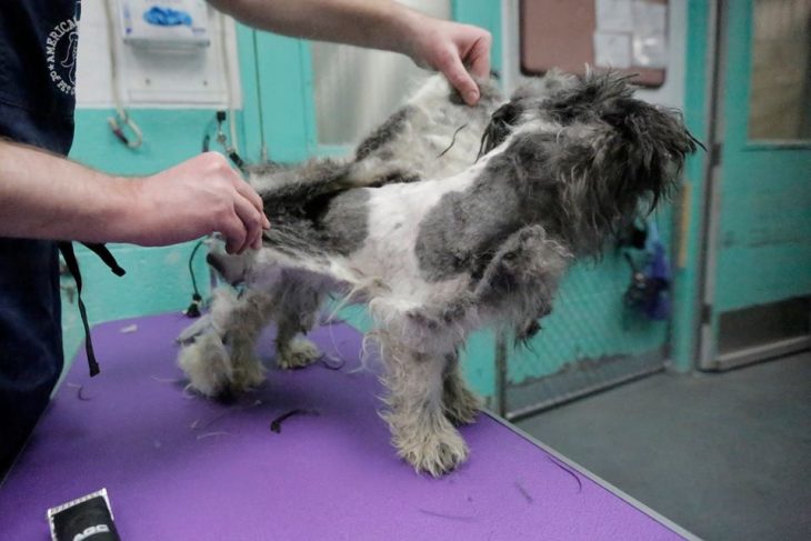 Corte de pelo a perro rescatado 