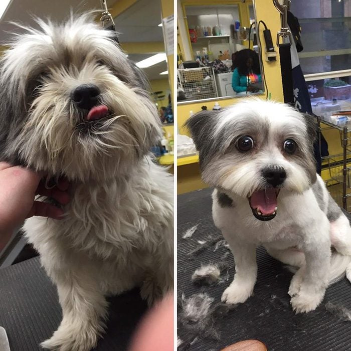 Antes y después de un corte de pelo a un perro 