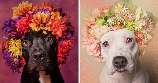 "Pit Bull Flower Power" El proyecto que demuestra que los perros Pit Bull también merecen ser amados