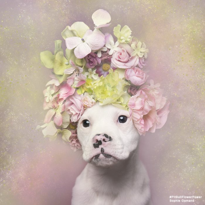 Pitbull blanco con flores en la cabeza 