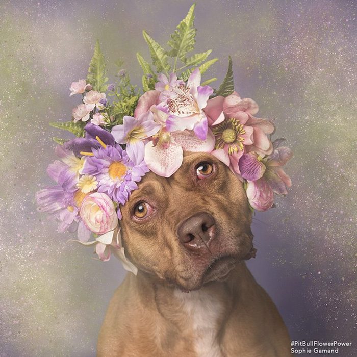 Pitbull café con flores en la cabeza 