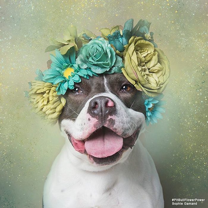 Pitbull negro y blanco con flores en la cabeza 