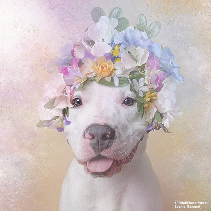 Pitbull blanco con flores en la cabeza 
