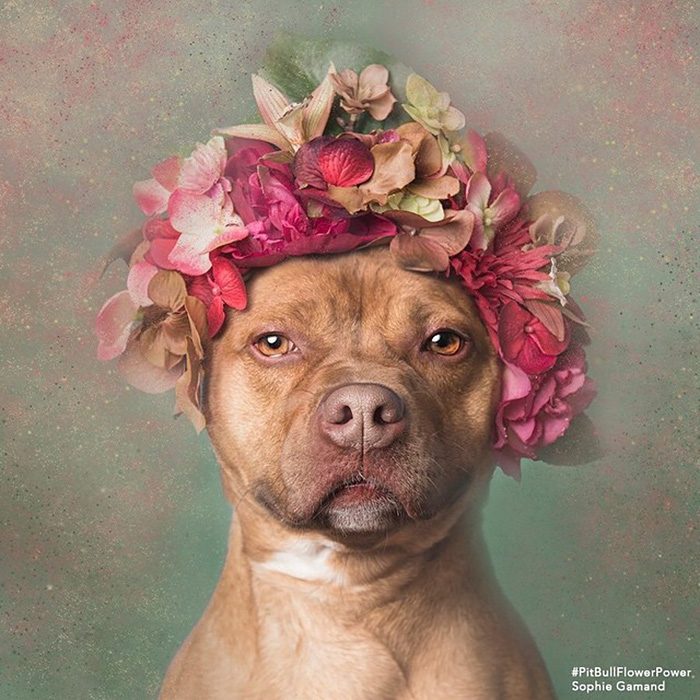 Pitbull café con flores en la cabeza 