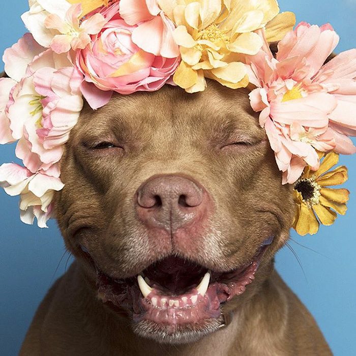 Pitbull café con flores en la cabeza 