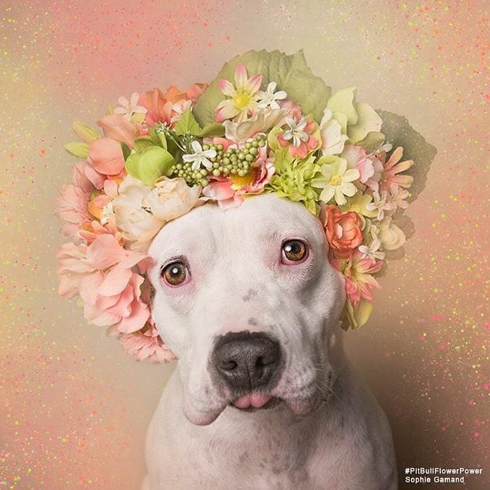 Pitbull blanco con flores en la cabeza 