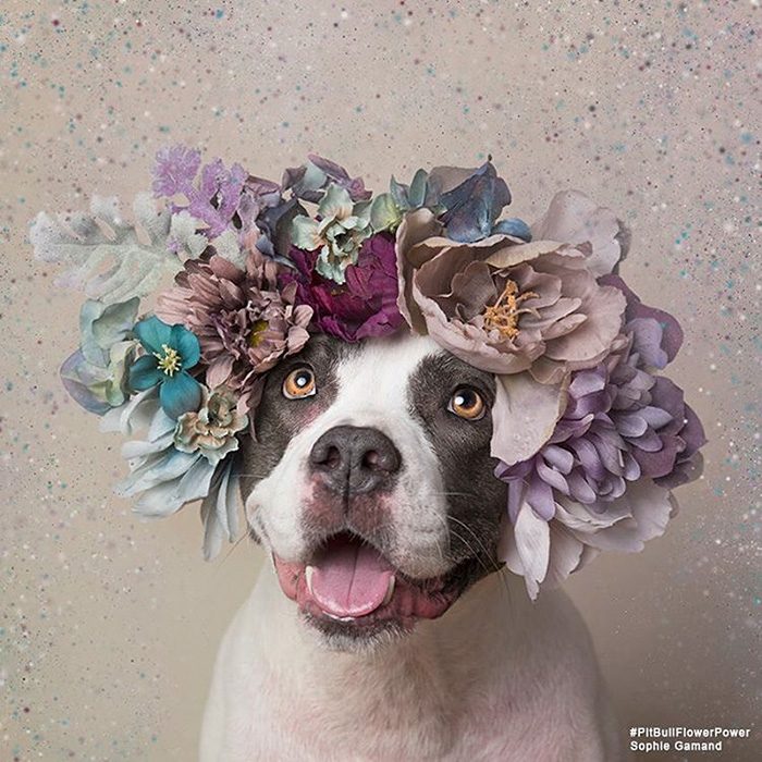 Pitbull gris y blanco con flores en la cabeza 